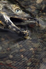 Closeup Of A Fish Head