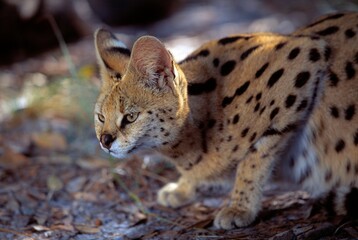 Obraz premium Crouched Serval Cat