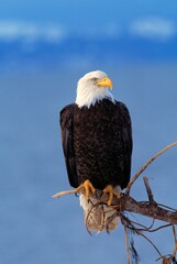 Perched Bald Eagle