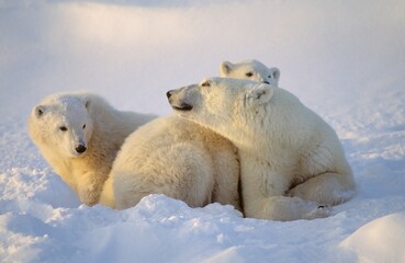 Polar Bear Sow With Cubs