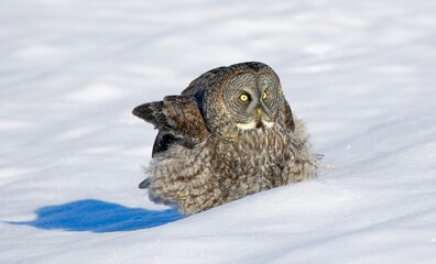 Great Grey Owl In Snow