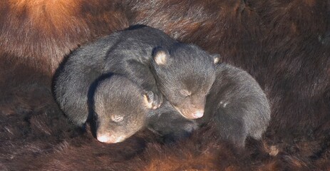 Infant Black Bear Cubs © Designpics
