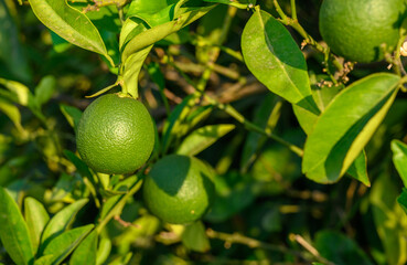 Green oranges on an orange tree with leaves