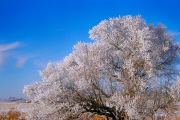 Hoarfrost On Tree