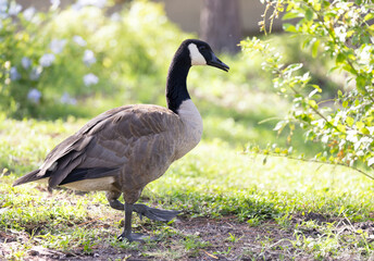 Canada goose (Branta canadensis) in southwest Florida