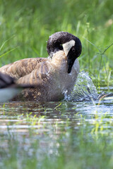 Canada goose (Branta canadensis) in southwest Florida
