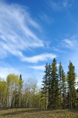 Trees And Sky