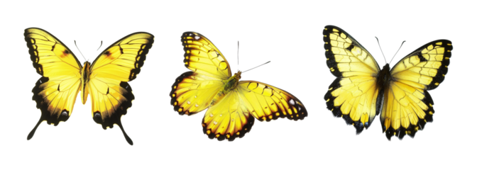 Three yellow butterflies Isolated on a White or Transparent Background.