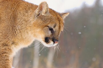 Cougar In Snowfall