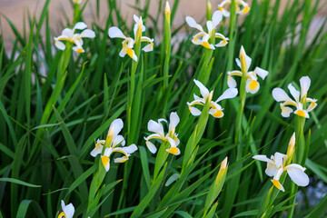Fototapeta premium A bunch of white and yellow flowers with green stems