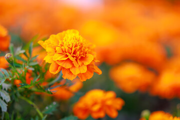 A close up of a single orange flower in a field of orange flowers