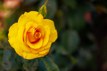 A yellow rose is the main focus of the image