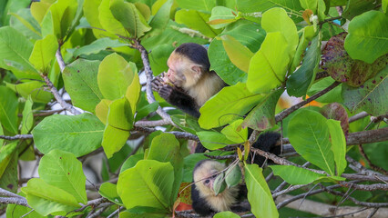 Capuchin Monkeys Manuel Antonio Costa Rica