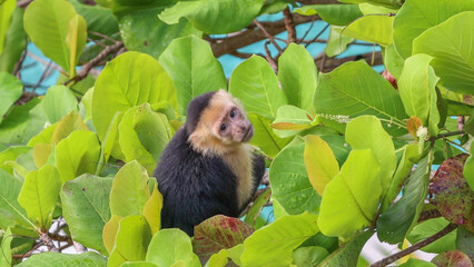 Capuchin Monkey Manuel Antonio Costa Rica
