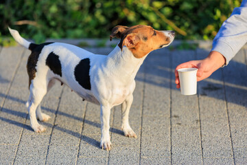 The concept of giving a dog something to drink in the heat. Caring for animals. Pet portrait with selective focus