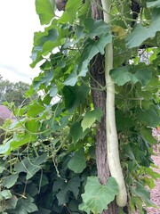 Cucuzzi culinary gourd
