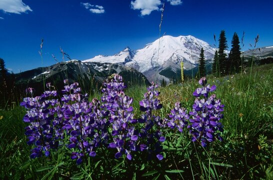 Mount Ranier National Park