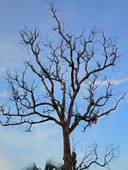 A dead leafless tree and a bright sky.