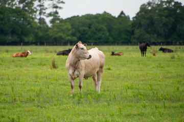 Obraz premium Multiple small domestic baby cows or calves lying in a green grassy meadow with a white cow standing. The barn animals have brown, golden, and white color fur. The ranch cattle are of various sizes. 