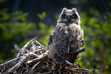 A wild great horned owl perched in a tree without leaves. The brown, black, and white color feathers on the bird of prey are camouflaged in the forest. The tiger owl is staring backward with eyes.