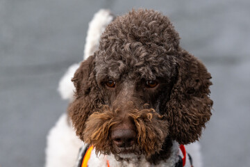 A portrait of a parti poodle. The adult dog has a brown head and patches of white on its body. The long fluffy curly haired male is a pedigreed doodle. The animal is standing and looking forward.