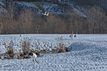Group of Red-crowned cranes in snow field in Hokkaido, Japan. Akan International Crane Center.