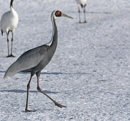Wild and rare White-naped crane in the snowy winter field on Hokkaido island. Japan.