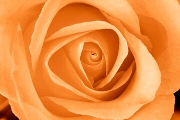 Orange Tea Rose