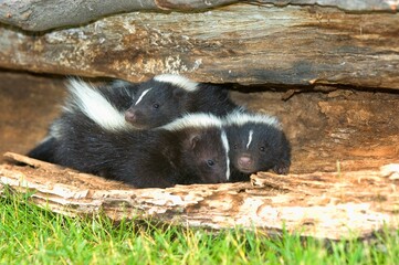 Naklejka premium Young Skunks Burrowing In Hollow Log