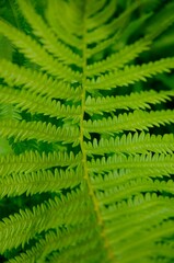 Fern Leaf