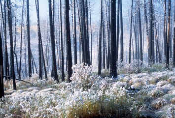 Frosted Forest