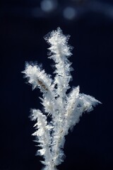 Hoarfrost On Grass