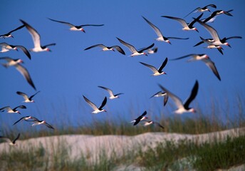 Flock Of Black Skimmers