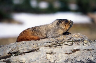 Hoary Marmot On Rock