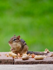 chipmunk on a rock eating peanuts 