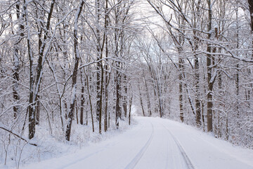 A county road through a winter forest. The road is covered in snow with only a single line of tracks. The trees are covered in wet snow. 