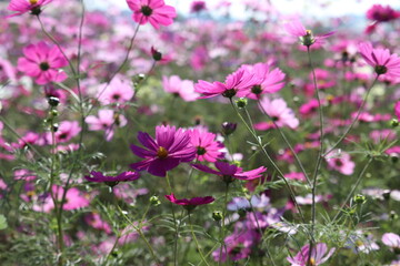 Fototapeta premium cosmos