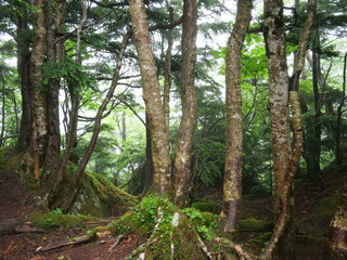 日光赤薙山の森