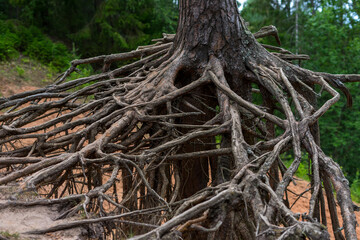 roots of tree