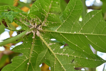 Underside surface view of a papaya leaf that is infected with the lots of Mealybugs