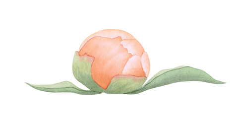 Peony flower bud in orange, coral, peach color isolated on white background. Hand drawn watercolor botanical illustration. Clipart for design, cards, invitations, congratulations, packaging, print