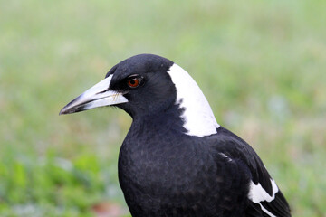 Close-up portrait of an Australian Magpie bird with a green grass background