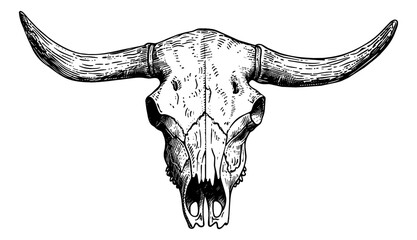 bull skull engraving black and white outline