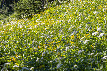 Obraz premium field of flowers