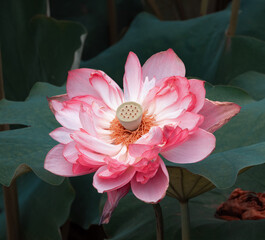 noble and elegant lotus blooms and grows