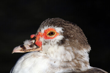 Close-up of the head of a Muscovy Duck bird