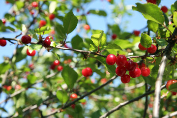 Obraz premium Cherry tree with ripe red berries outdoors, closeup