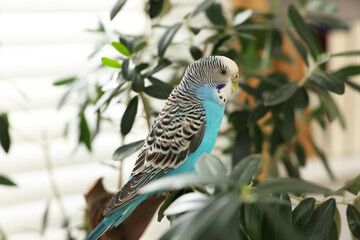 Pet parrot. Beautiful budgerigar sitting on tree indoors
