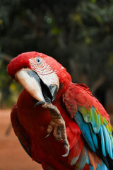Red caninde macaw