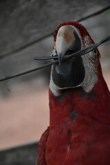 Red caninde macaw